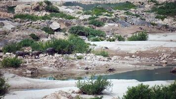 mandria di bufalo mangiare erba, mandria di bufalo pascolo nel lussureggiante verde prato, mandria di bufalo mangiare erba, un' mandria di bufalo è attraversamento il fiume video