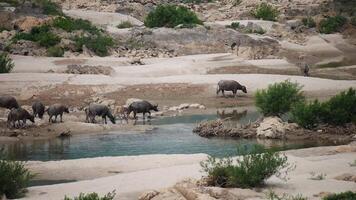 Herde von Büffel Essen Gras, Herde von Büffel Weiden lassen im üppig Grün Wiese, Herde von Büffel Essen Gras, ein Herde von Büffel ist Kreuzung das Fluss video