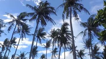 video of a collection of coconut trees blowing in the wind under a blue sky in a village