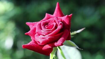 Célibataire rouge Rose sur le arbre. magnifique rouge Rose isolé plus de la nature Contexte. gouttes de l'eau sur le pétales video