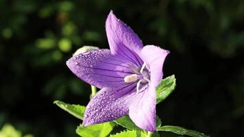 Purple balloon flower isolated on nature background. close up of a purple flower video