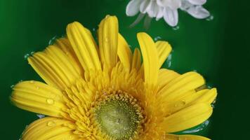 Yellow gerbera flower floating on the water with green background. Close-up Yellow gerbera flower isolated slow motion video