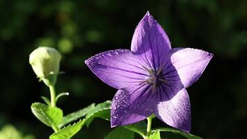 Purple balloon flower isolated on nature background. close up of a purple flower video
