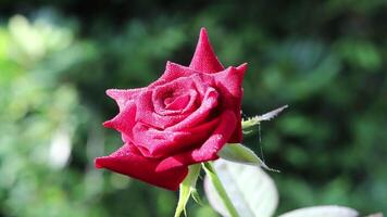 más hermosa rojo Rosa de cerca con agua gotas 4k naturaleza bokeh antecedentes video