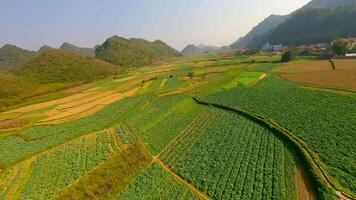 fpv volo al di sopra di pittoresco i campi nel nord Vietnam video