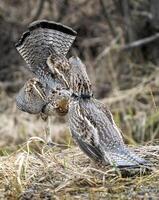 Ruffed Grouse Saskatchewan photo