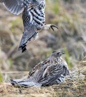 Ruffed Grouse Saskatchewan photo