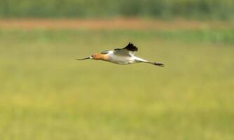 avoceta en vuelo foto