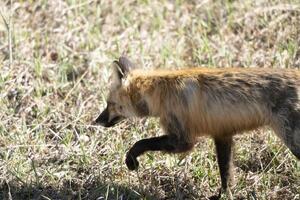 Fox Hunting Canada photo