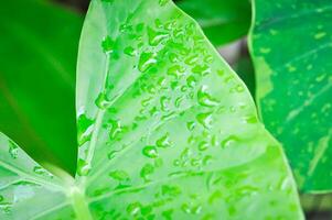 Alocasia, Alocasia macrorrhizos or Alocasia plant or dew drop photo