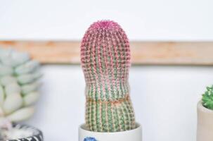 equinocereo pectinato rubispinus, equinocereo pectinato o rosado cactus o cactus foto