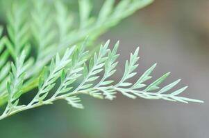 fern ,Golden Moss or Chain Fern photo