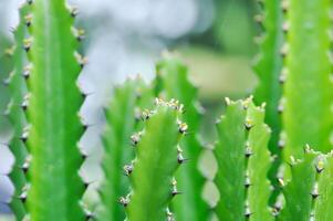 cactus plant or Euphorbia or Euphorbia mayurnathanii ,Euphorbia lactea or Euphorbia lacei Craib photo