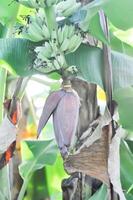 banana or banana plant, banana tree or Banana blossom photo