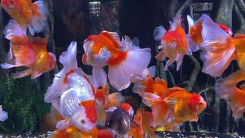 underwater shot of a school of goldfish swimming in aquarium. beautiful group of goldfish swim in the water. video