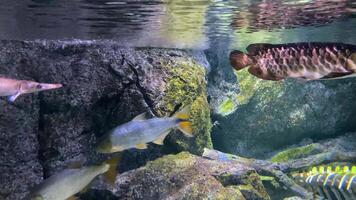mängd av sötvatten fisk simma i akvarium yta nivå 4k upplösning. många fisk under klar vatten. video