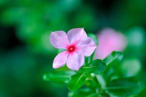 Catharanthus roseus G Don ,APOCYNACEAE or  Madagascar periwinkle or Vinca or Old maid photo