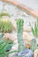 Breast Cactus, cactaceae or  Fukurokuryuzinboku or Myrtillocactus geometrizans cv or Titty Cactus photo