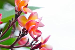 frangipani, frangipani flower or pagoda tree or orange flower photo