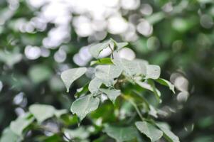 Ficus Benjamina  L, Moraceae or Golden Fig or Weeping Fig and rain droplet photo