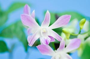 white and purple orchid flower, orchid or ORCHIDACEAE photo