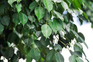 Ficus Benjamina  L, Moraceae or Golden Fig or Weeping Fig and rain droplet photo