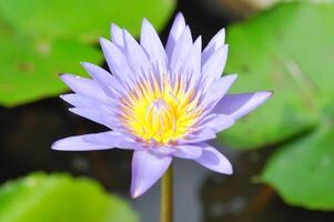 lotus or florescent purple lotus , violet lotus photo