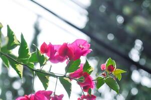 Bougainvillea or paper flower , red paper flower photo