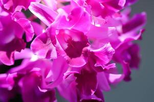 Cattleya orchid, orchid or white orchid or  ORCHIDACEAE or purple orchid photo