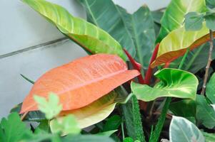 Philodendron sunlight ,Philodendron plant or orange leaf photo