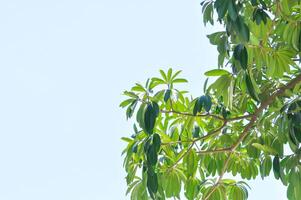 diablo árbol, blanco queso o diablo ladrar o dita ladrar o negro tablero árbol o Altonia Scholaris o apocynaceae o rauvolfioideae y cielo foto