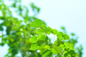 secretario árbol o ficus annulata o ficus bengalí y cielo foto