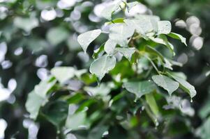 Ficus Benjamina  L, Moraceae or Golden Fig or Weeping Fig and rain droplet photo