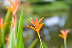 heliconia psitácoro ,heliconia o heliconiaceae o naranja flor foto