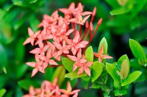 Ixora chinensis Lamk, Ixora spp or Zephyranthes or West Indian Jasmine photo