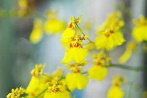 orchid or yellow orchid flower ,yellow oncidium photo
