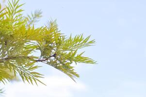 Grevillea robusta, Silky oak or Australian silver oak or Silk Oak or Silky Oak and sky photo