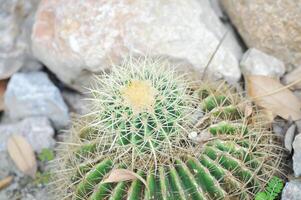 equinocactus grusonii, dorado barril cactus o suculento foto