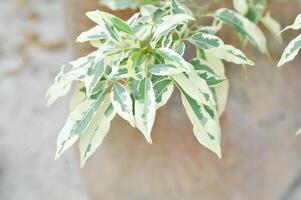 Ficus Abliqua Variegated, Ficus benjamina or ficus microcarpa or Ficus Variegated or Variegated Ficus or weeping fig or super White Hawaiian Ficus or Hawaiian Ficus photo