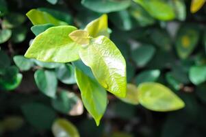 ficus pumila or climbing fig or MORACEAE and dew drop photo