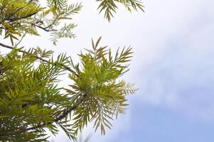 Grevillea robusta, Silky oak or Australian silver oak or Silk Oak or Silky Oak and sky photo