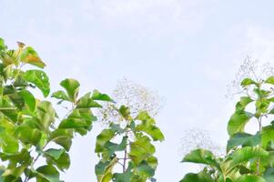 Tectona grandis, Teak or LAMIACEAE or teak plant or teak seed teak and flower and sky photo