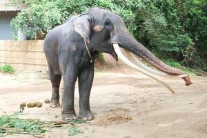 elephant or asian elephant, Thai elephant photo