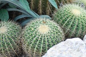 equinocactus grusonii, dorado barril cactus o suculento foto