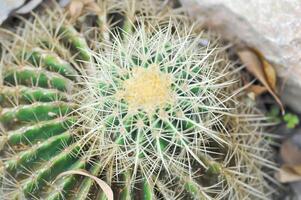 equinocactus grusonii, dorado barril cactus o suculento foto