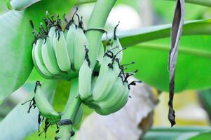 banana or banana plant, banana tree or Banana blossom photo