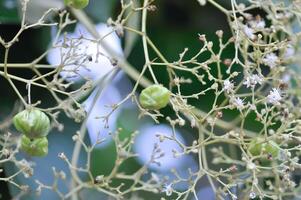 tectona grandes, teca o lamiaceae o teca planta o teca semilla o teca y flor foto