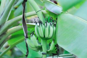 plátano o plátano planta, plátano árbol o plátano florecer foto