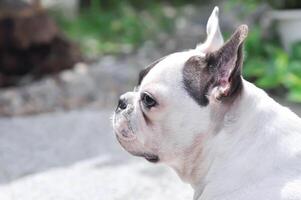 dog or french bulldog, unaware French bulldog photo