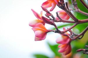 frangipani, frangipani flor o pagoda árbol o naranja flor foto